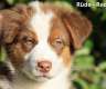 Australian Shepherd Welpen,...